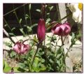 Lilium martagon